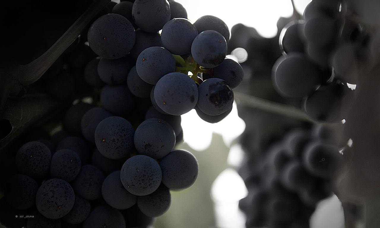 Bodega Ricardo Palacios