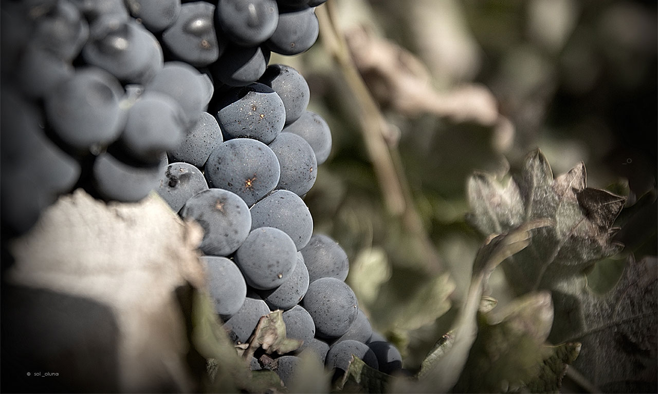 Bodega Ricardo Palacios