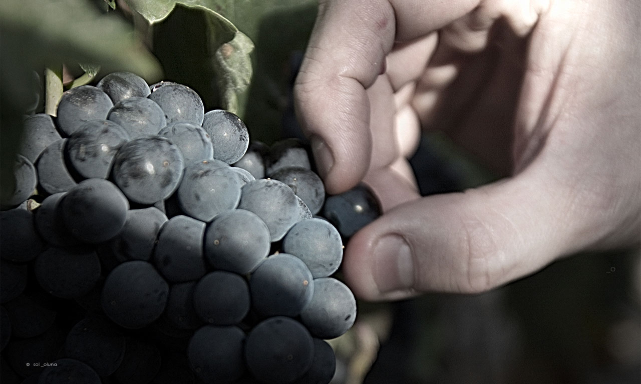 Bodega Ricardo Palacios