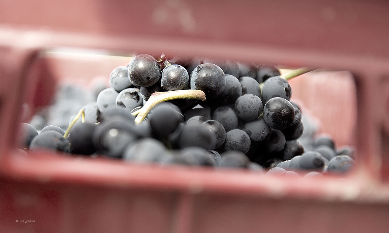 Bodega Ricardo Palacios